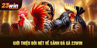 Đá Gà 23WIN - Hành Trình Từ Bước Đầu Tiên Đến Đỉnh Cao Chiến Thắng Khái Quát Về Đá Gà 23WIN