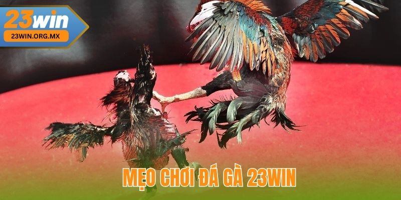 Đá Gà 23WIN - Hành Trình Từ Bước Đầu Tiên Đến Đỉnh Cao Chiến Thắng Mẹo Chơi Đá Gà 23WIN Để Tăng Cơ Hội Thắng Cược