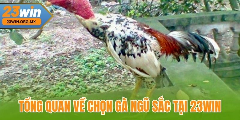 Chọn Gà Ngũ Sắc Chuẩn Nhất Tại 23WIN – Kinh Nghiệm Từ Cao Thủ Tổng quan về chọn gà ngũ sắc tại 23WIN